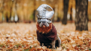 Pitbull dog wearing a Viking-themed costume hat in a forest with fall leaves