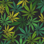 Marijuana leaves on various colors of green and yellow on top of a black background representing HITI stock.