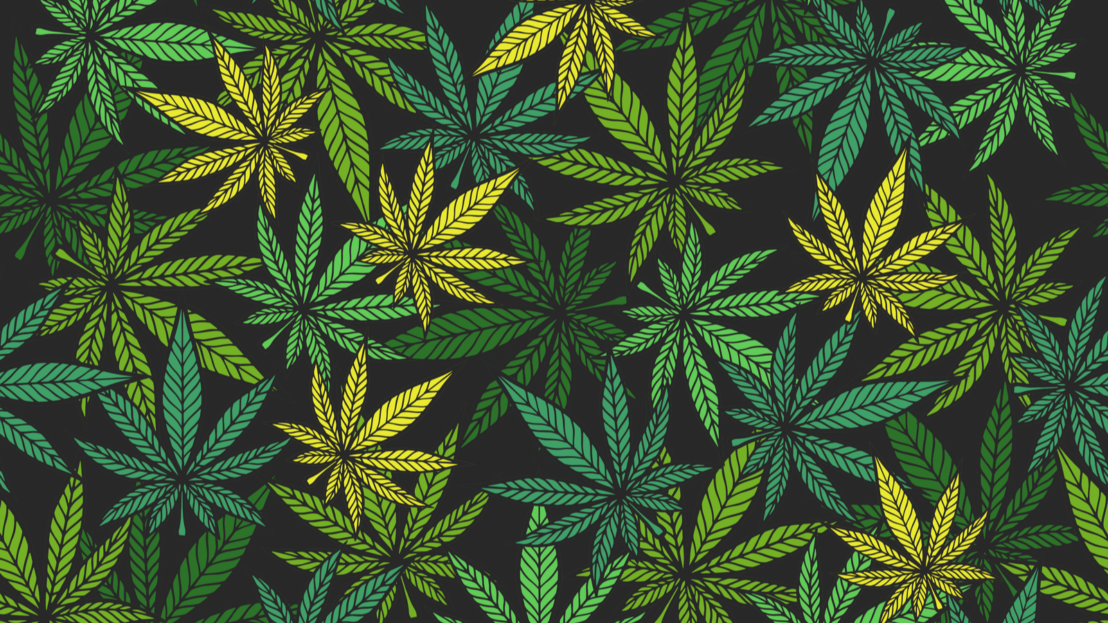 Marijuana leaves on various colors of green and yellow on top of a black background