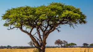 An acacia tree in Zimbabwe