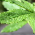 Young green medicinal marijuana plant in a pot after a rain fall shallow depth of field with focus on leaf; cannabis stocks