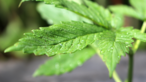 Young green medicinal marijuana plant in a pot after a rain fall shallow depth of field with focus on leaf