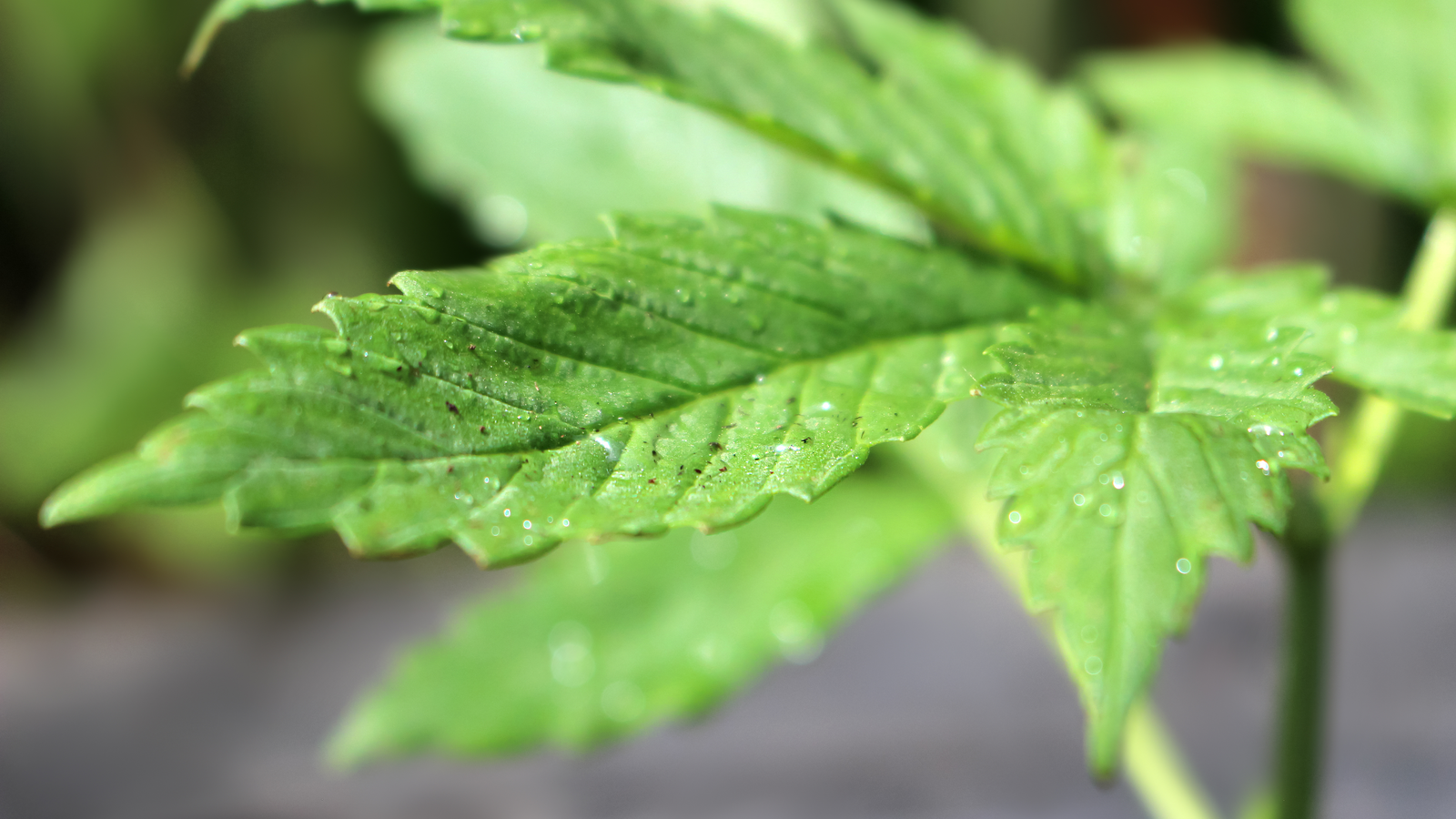 INM Stock. Young green medicinal marijuana plant in a pot after a rain fall shallow depth of field with focus on leaf; cannabis stocks