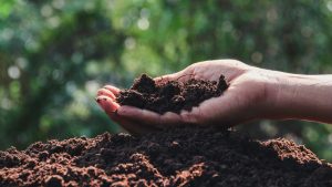 Hand holding soil or dirt above a pile of soil or dirt