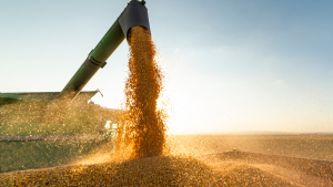 Grain auger of combine pouring soy bean into tractor trailer