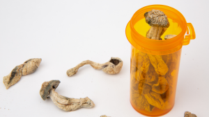 Dried psilocybe cubensis psilocybin magic mushrooms inside and around a plastic prescription medicine bottle with no lid isolated on white background, Mind Medicine is in the psychedelic medicine business