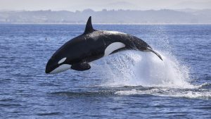 An Orca whale jumping out of the water.