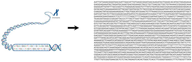 An image of a DNA helix with the DNA code to the right