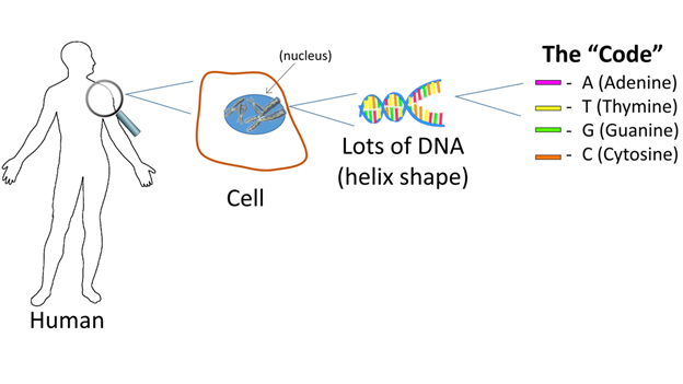 An image describing human cellular code; a human body next to a cell, zoomed into DNA helix