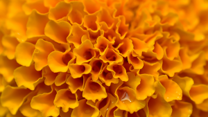 Macro texture of vibrant colored Marigold flowers in horizontal frame. shallow depth of field. MGLD stock uses the marygold as their mascot