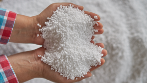 A photo of a person holding two large handfuls of urea, a fertilizer.
