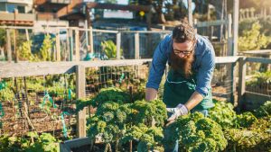 bearded man tending kale crops in urban communal garden