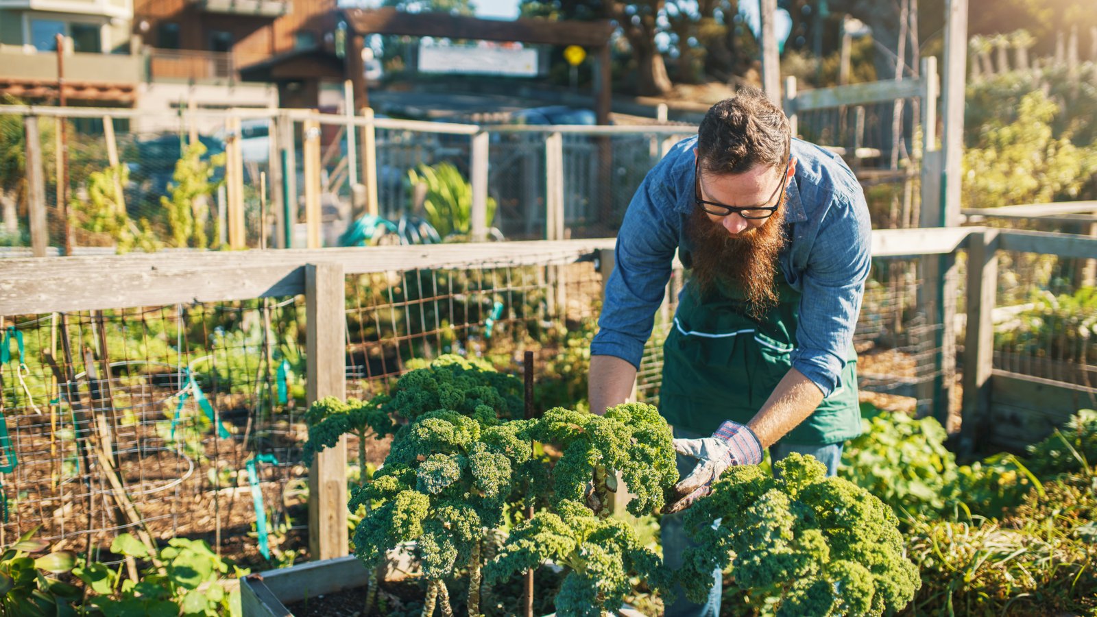 bearded man tending kale crops in urban communal garden, AGFY Stock