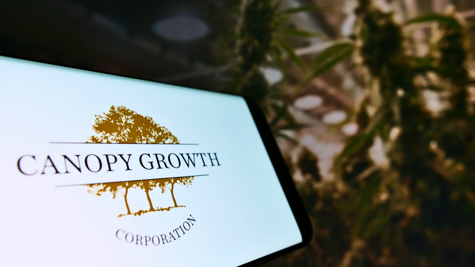 Smartphone with logo of Canadian cannabis company Canopy Growth Corporation on screen in front of web page. Cannabis plants are in the background. CGC stock.