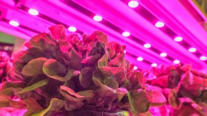 LED lighting used to grow lettuce inside a warehouse without the need for sunlight