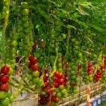 An image of tomato plants
