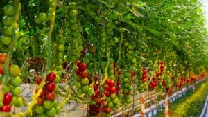 An image of tomato plants