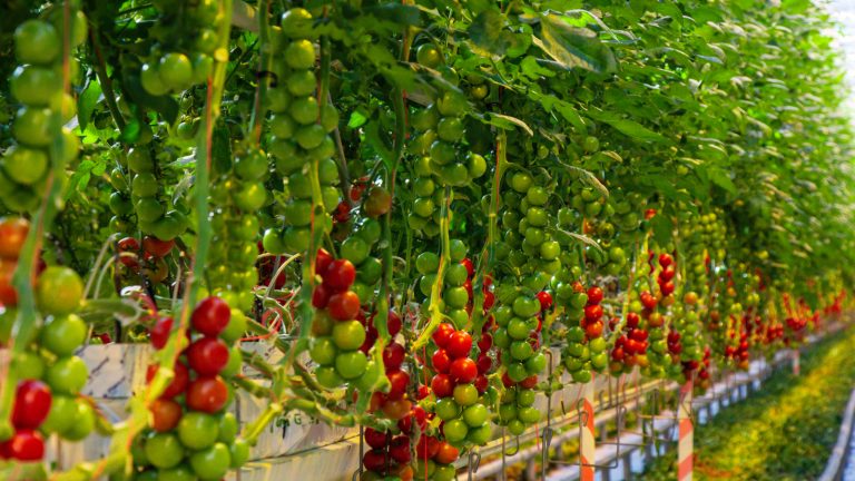 Vertical Farming Stocks - 3 Stocks to Buy for the Future of Vertical Farming