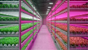 Hydroponic indoor vegetable plant factory in exhibition space warehouse.