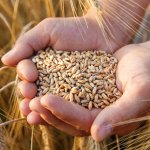 Image of hands holding wheat grains surrounded by wheat