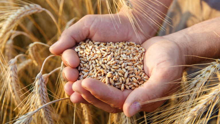 Wheat Stocks to Buy - The 3 Best Wheat Stocks to Buy Now