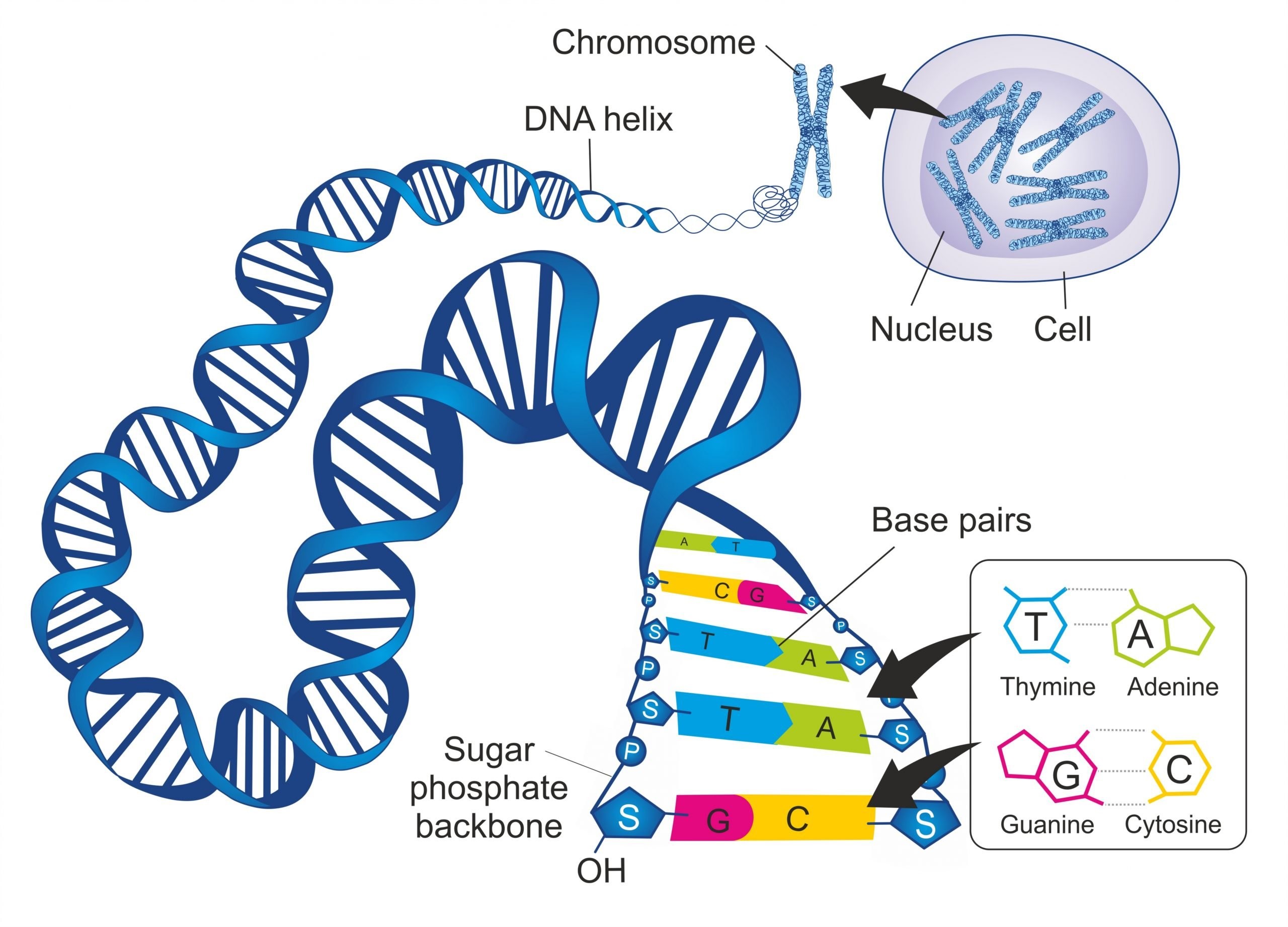 A concept image explaining the breakdown of a chromosome to the DNA base pairs