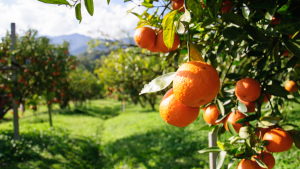 A photo of oranges growing on a tree in an orange grove.