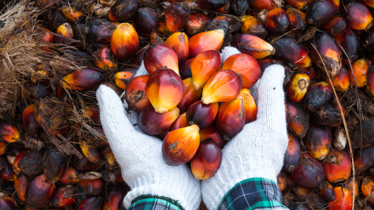 Indonesia palm oil ban - Indonesia Palm Oil Ban Makes These 3 Stocks a Buy 
