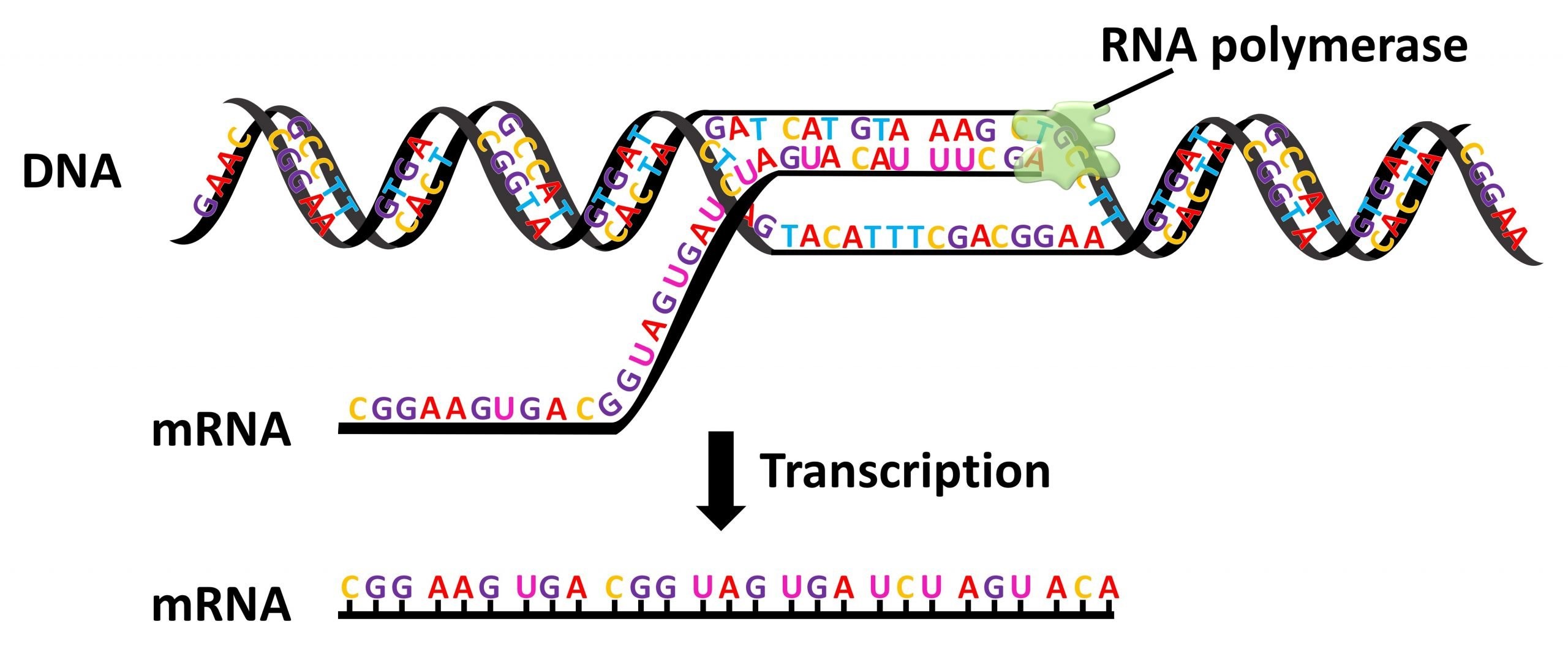 A scientific diagram displaying the process of transcription