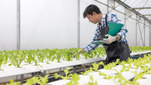 Man works in a greenhouse hydrofarm nursery. HYFM stock.