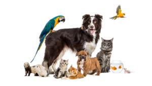 Group of pets posing around a border collie; dog, cat, ferret, rabbit, bird, fish, rodent