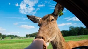 A hand reaching out of a car window to feed a deer.