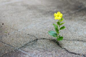 A tiny yellow flower growing out of a crack in the pavement