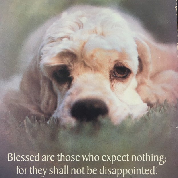 A photo of a forlorn-looking Cocker Spaniel with the caption “Blessed are those who expect nothing; for they shall not be disappointed.”