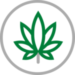 Marijuana leaf