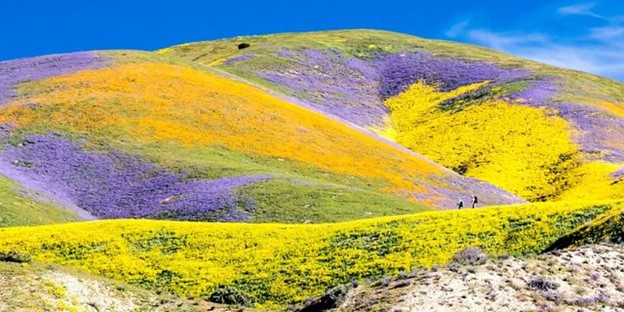Picture of a superbloom
