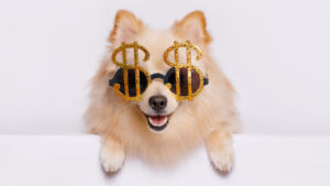 A photo showing a Pomeranian puppy wearing glasses with dollar signs on a light background.