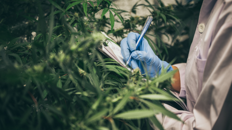 The 3 Best Cannabis Stocks to Buy in May 2024