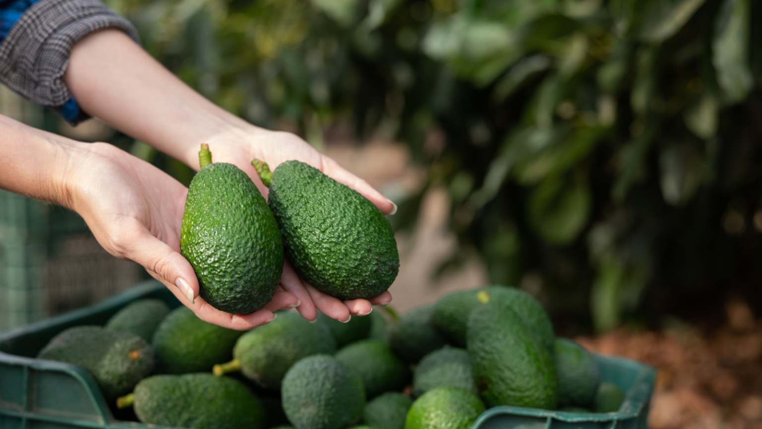 Avocado Prices: What to Expect After Inspection Pause Ends | InvestorPlace